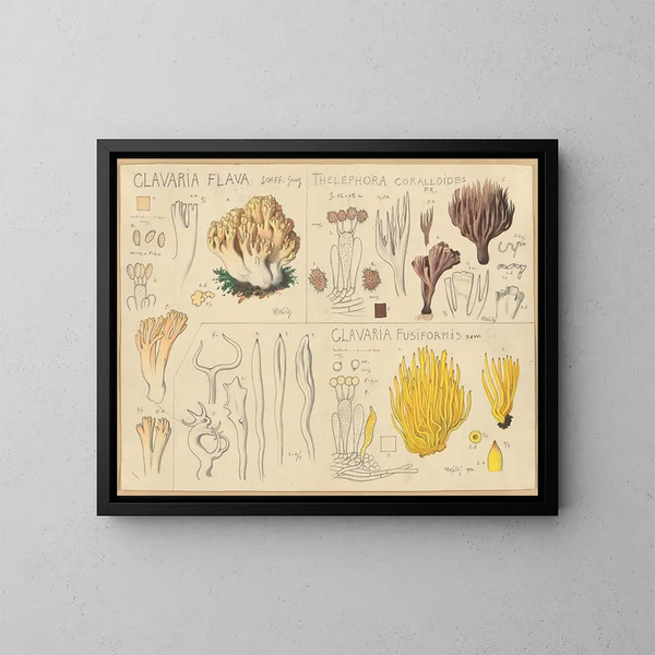 Clavaria jaune, Thélephore coralloïde, Clavaria fusiforme - Hans Baldung — gerahmtes Bild an der Wand