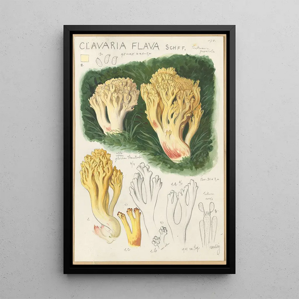 Clavaria flava - Hans Baldung — gerahmtes Bild an der Wand