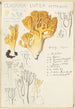 Clavaria lutea - Hans Baldung — Ansicht des Kunstwerks
