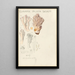 Clavaria pallida Shcaeff - Hans Baldung — gerahmtes Bild an der Wand