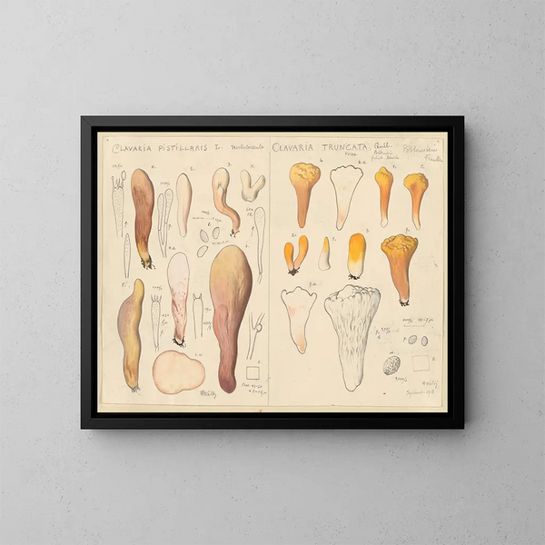 Clavaria pistillaris und Clavaria truncata - Hans Baldung — gerahmtes Bild an der Wand