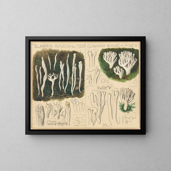 Clavaria rugosa und Clavaria kunzei - Hans Baldung — gerahmtes Bild an der Wand