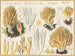 Clavaria stricte - Hans Baldung — Ansicht des Kunstwerks