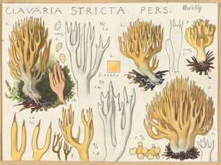 Clavaria stricte - Hans Baldung — Ansicht des Kunstwerks