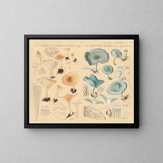 Hans Walty - Clitocybe infundibuliformis Clitocybe odora.webp