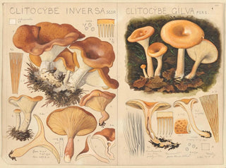 Clitocybe inversa und Clitocybe gilva - Hans Baldung — Ansicht des Kunstwerks