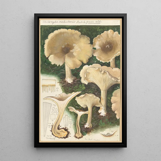 Hans Walty - Clitocybe mebularis.webp