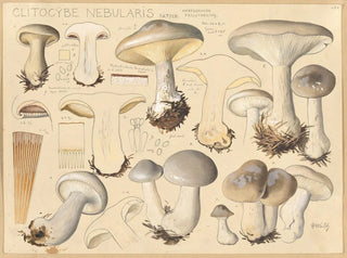 Clitocybe nébuleux - Hans Baldung — Ansicht des Kunstwerks
