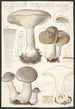 Clitocybe nébuleux Batsch 2 - Hans Baldung — Ansicht des Kunstwerks