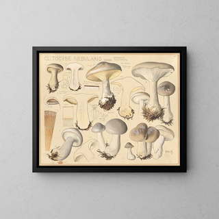 Clitocybe nébuleux - Hans Baldung — gerahmtes Bild an der Wand