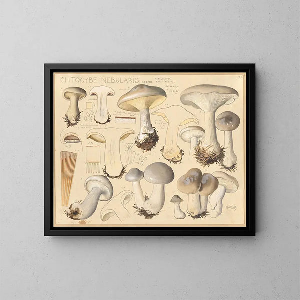 Clitocybe nébuleux - Hans Baldung — gerahmtes Bild an der Wand