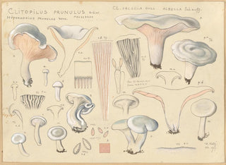 Clitopile prunule - Hans Baldung — Ansicht des Kunstwerks