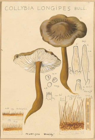 Hans Walty - Collybia longipes.webp