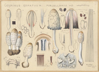 Hans Walty - Coprinus comatus Fr porcellanus Schff.webp