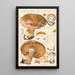 Cortinaire ceinturé Fr - Hans Baldung — gerahmtes Bild an der Wand