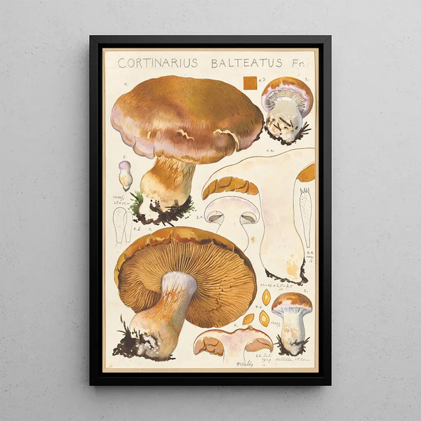 Cortinaire ceinturé Fr - Hans Baldung — gerahmtes Bild an der Wand