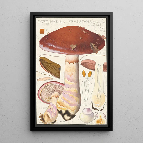 Cortinaire bemerkenswert Cordier Saccardo - Hans Baldung — gerahmtes Bild an der Wand