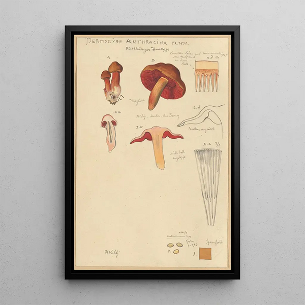 Dermocybe anthracina Fr - Hans Baldung — gerahmtes Bild an der Wand