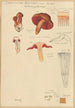Dermocybe anthracina Fr - Hans Baldung — Ansicht des Kunstwerks