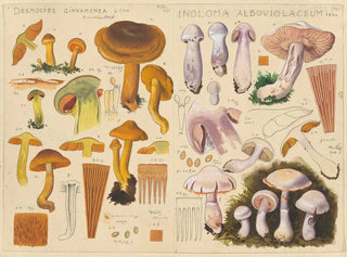 Dermocybe cinnamomea Inoloma alboviolaceum - Hans Baldung — Ansicht des Kunstwerks