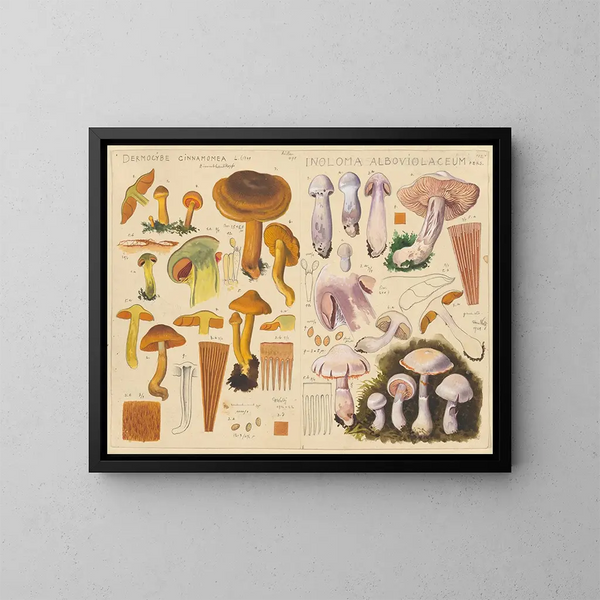 Dermocybe cinnamomea Inoloma alboviolaceum - Hans Baldung — gerahmtes Bild an der Wand