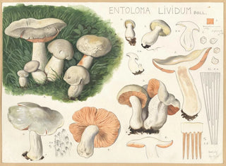 Hans Walty - Entoloma lividum Bull.webp