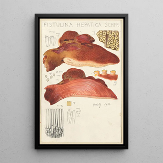 Hans Walty - Fistulina hepatica.webp