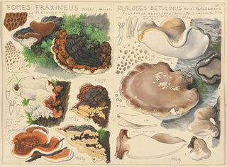 Fomes fraxineus und Placodes betulinus - Hans Baldung — Ansicht des Kunstwerks