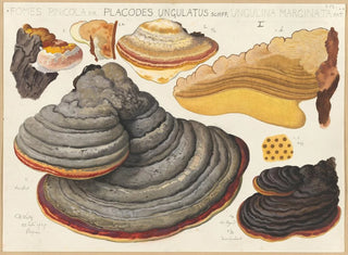 Fomes pinicola, Placodes ungulatus, Ungulina marginata - Hans Baldung — Ansicht des Kunstwerks