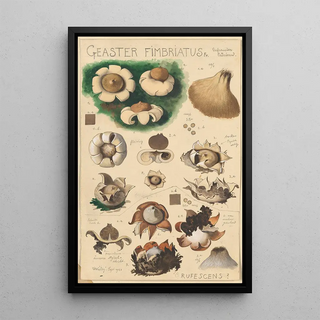 Hans Walty - Geaster fimbriatus.webp