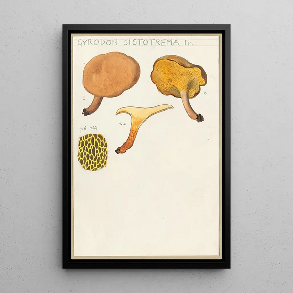 Gyrodon sistotrema Fr - Hans Baldung — gerahmtes Bild an der Wand