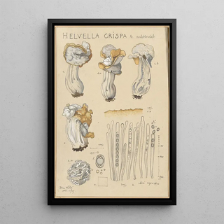 Hans Walty - Helvella crispa.webp