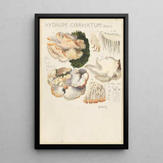 Hans Walty - Hydnum cirrhatum.webp