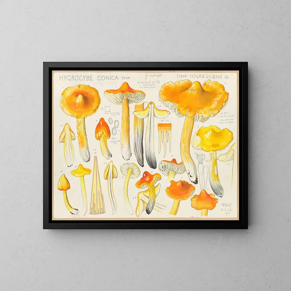 Hygrocybe conica subsp. nigrescens - Hans Baldung — gerahmtes Bild an der Wand