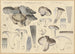 Hygrophorus marzuolus Fr - Hans Baldung — Ansicht des Kunstwerks