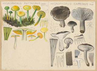 Hygrophore psittacine Hygrophore caprin - Hans Baldung — Ansicht des Kunstwerks