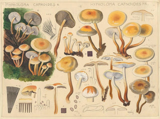 Hypholoma capnoides - Hans Baldung — Ansicht des Kunstwerks