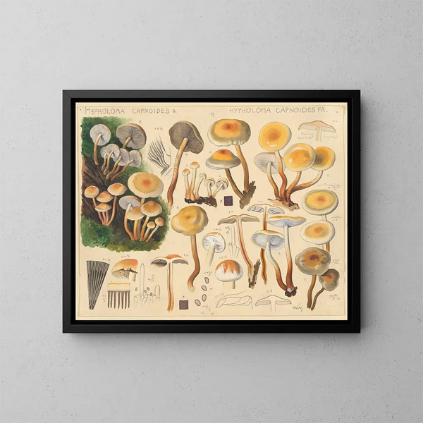 Hypholoma capnoides - Hans Baldung — gerahmtes Bild an der Wand