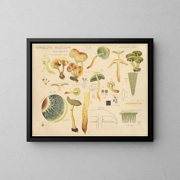 Hypholoma fasciculare - Hans Baldung — gerahmtes Bild an der Wand