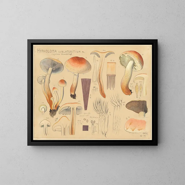 Hypholoma sublateritium - Hans Baldung — gerahmtes Bild an der Wand