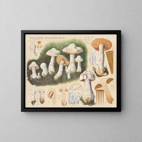 Inoloma Malachium - Hans Baldung — gerahmtes Bild an der Wand