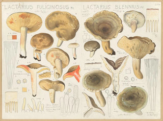 Lactaire fuligineux Lactaire blennius - Hans Baldung — Ansicht des Kunstwerks