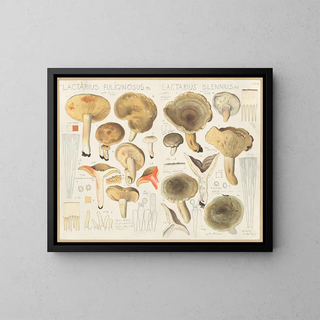Lactaire fuligineux Lactaire blennius - Hans Baldung — gerahmtes Bild an der Wand