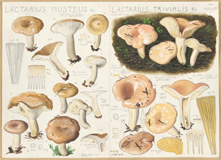 Hans Walty - Lactarius musteus Lactarius trivialis.webp