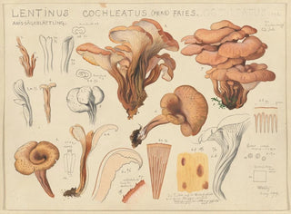 Lentinus cochleatus - Hans Baldung — Ansicht des Kunstwerks