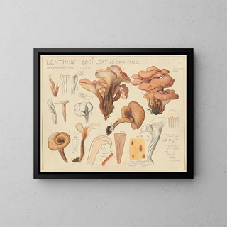 Lentinus cochleatus - Hans Baldung — gerahmtes Bild an der Wand