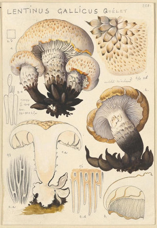 Hans Walty - Lentinus gallicus.webp