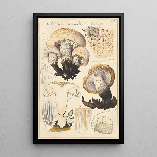 Lentinus gallicus - Hans Baldung — gerahmtes Bild an der Wand