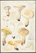 Lentinus lépide Fr Lentinus squamosus Schff lépide - Hans Baldung — Ansicht des Kunstwerks