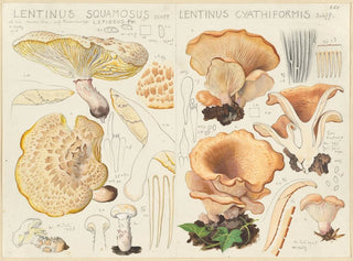 Lentinus squamosus et Lentinus cyathiformis - Hans Baldung — Ansicht des Kunstwerks